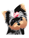 Pet Care Organization