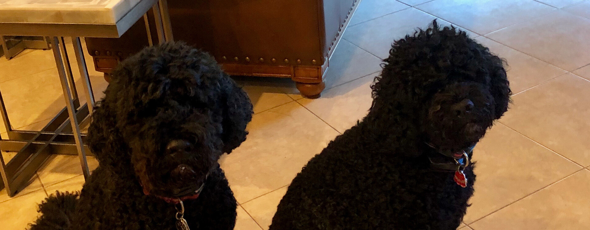 Pet Sitter